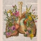 a artistic drawing of an anatomical heart over a page of text.